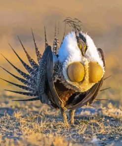 Greater Sage Grouse Bird Diamond Painting