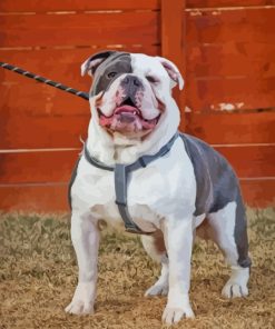 Grey Old English Bulldog Diamond Painting