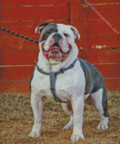 Grey Old English Bulldog Diamond Painting