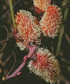 Hakea Plant Diamond Painting