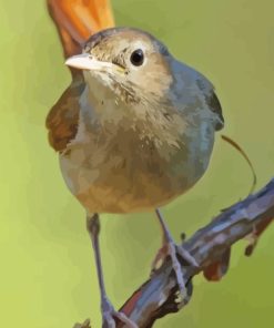 Nightingale Close Up Diamond Painting