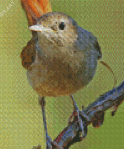 Nightingale Close Up Diamond Painting