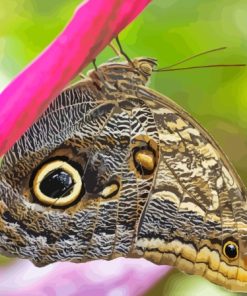 Owl Butterfly Diamond Painting