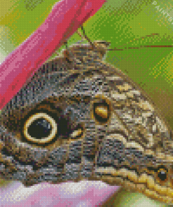 Owl Butterfly Diamond Painting