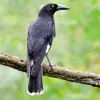 Pied Currawong Diamond Painting