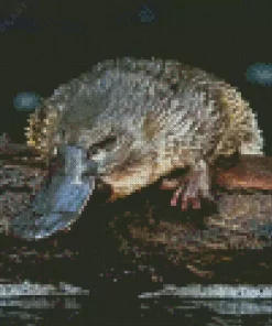 Platypus Diamond Painting