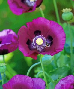 Purple Poppies Growing in a Meadow Diamond Painting