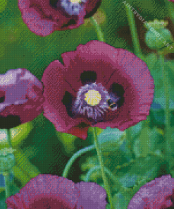 Purple Poppies Growing in a Meadow Diamond Painting