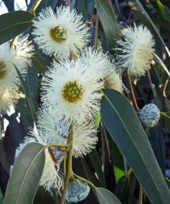 Tasmanian Blue Gum Diamond Painting