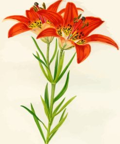 Western Red Lilies Art Diamond Painting