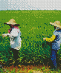 Women in Sekinchan Padi Fields Diamond Painting