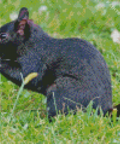 Black Squirrel Diamond Painting