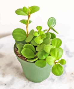 Peperomia Hope Diamond Painting