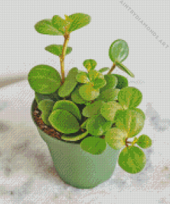 Peperomia Hope Diamond Painting