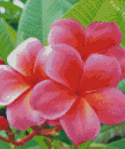 Pink Frangipani Flowers Diamond Painting