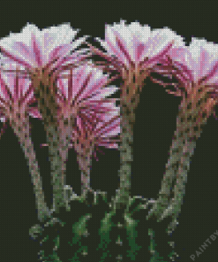 Pink Flowers Echinopsis Plant Diamond Painting