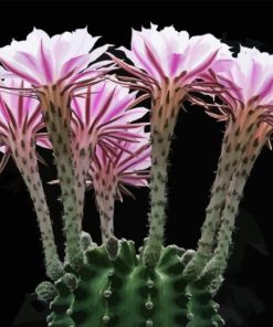 Pink Flowers Echinopsis Plant Diamond Painting