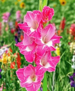 Pink Gladiolus Diamond Painting