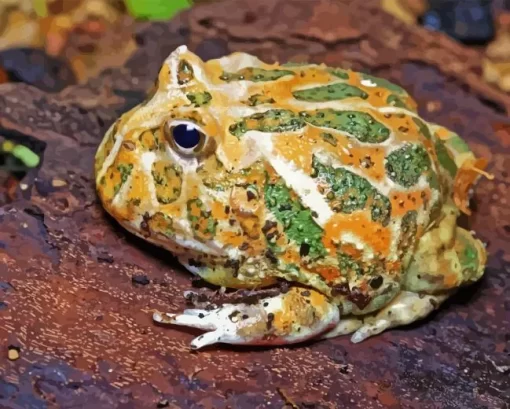 Horned Frog Diamond Painting