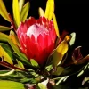 King Protea Diamond Painting