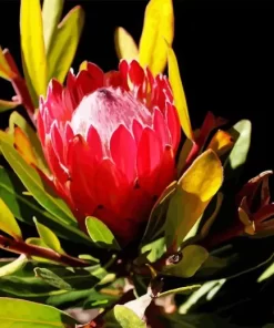 King Protea Diamond Painting