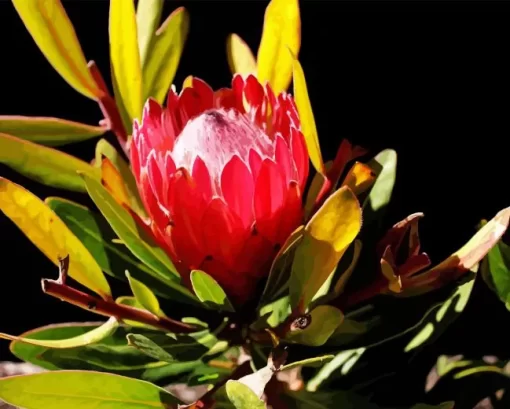 King Protea Diamond Painting