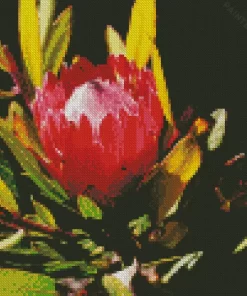 King Protea Diamond Painting