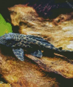 Pleco Catfish Diamond Painting