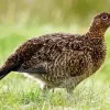 Red Grouse Diamond Painting