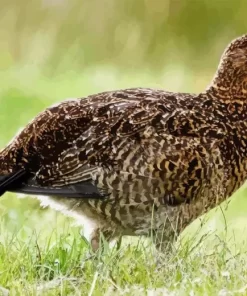 Red Grouse Diamond Painting