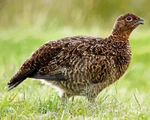 Red Grouse Diamond Painting