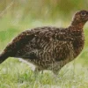 Red Grouse Diamond Painting