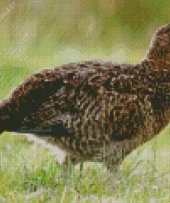 Red Grouse Diamond Painting