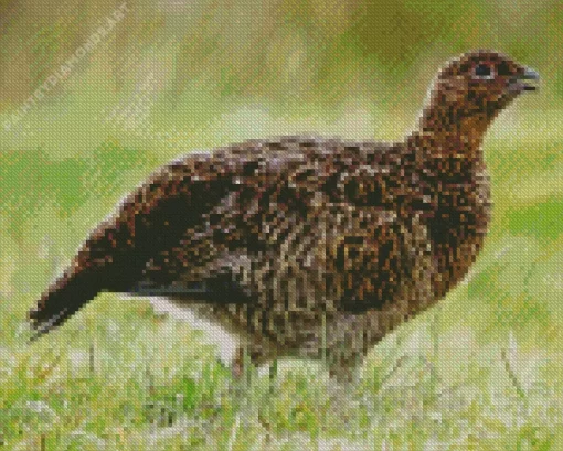 Red Grouse Diamond Painting