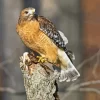 Red Shouldered Hawk Diamond Painting