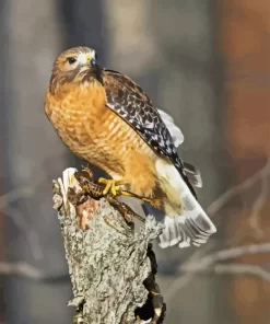 Red Shouldered Hawk Diamond Painting