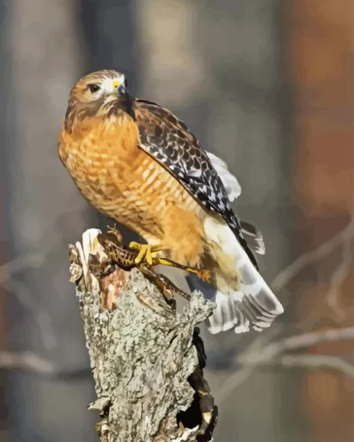 Red Shouldered Hawk Diamond Painting