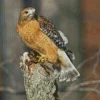 Red Shouldered Hawk Diamond Painting