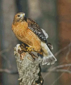 Red Shouldered Hawk Diamond Painting