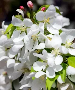 White Crabapple Diamond Painting