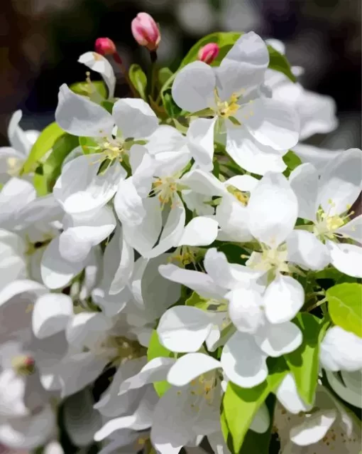 White Crabapple Diamond Painting