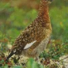 Willow Ptarmigan Diamond Painting