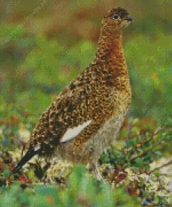 Willow Ptarmigan Diamond Painting