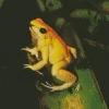 Golden Poison Frog Diamond Painting