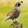 California Quail Bird Diamond Painting