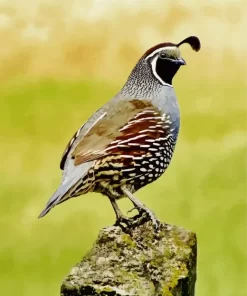 California Quail Bird Diamond Painting