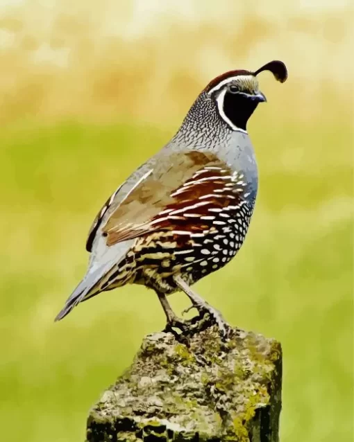 California Quail Bird Diamond Painting