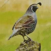 California Quail Bird Diamond Painting