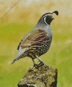 California Quail Bird Diamond Painting