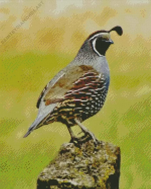 California Quail Bird Diamond Painting